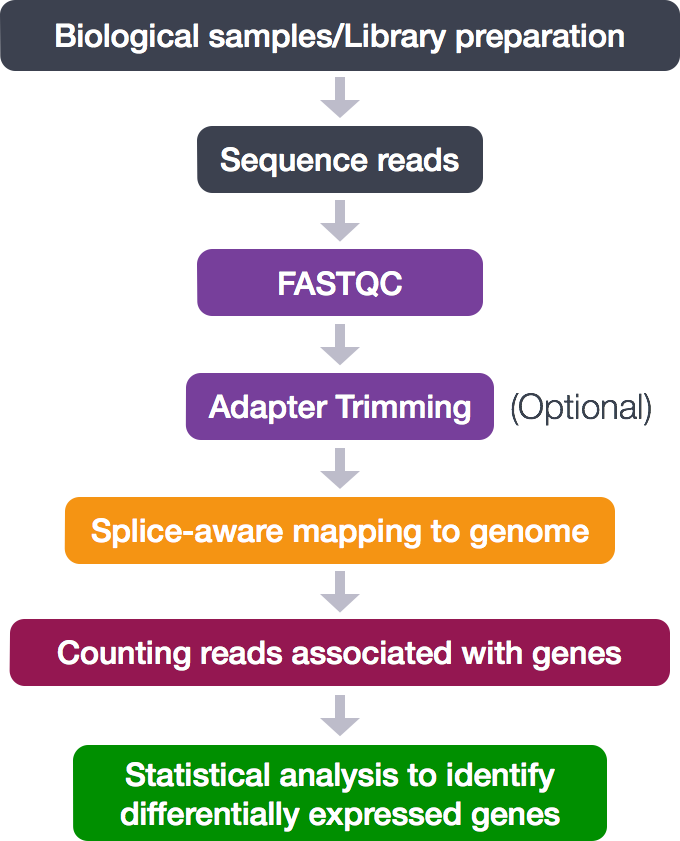 rnaseq_workflow